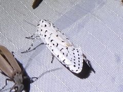 Cerathosia tricolor - inat 15974894 by {{{name}}}. Used under a CC BY 4.0 license.