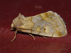Basilodes chrysopis - inat 10348942 by {{{name}}}. Used under a CC BY-SA 4.0 license.