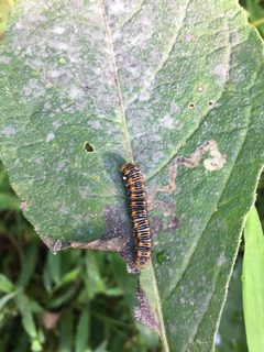 Gold Moth Hillsborough NC by NCBioTeacher. Used under a CC0 license.