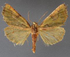 Chalcopasta fulgens by David Wikle, Canadian National Collection of Insects and Nematodes. Used under a CC BY 3.0 license.