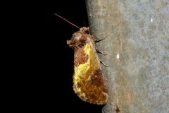 Chalcopasta fulgens - inat 2600993 by {{{name}}}. Used under a CC BY-SA 4.0 license.