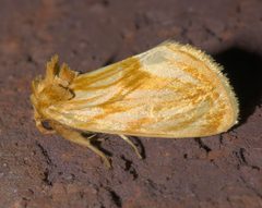Cirrhophanus triangulifer - inat 62754789 by {{{name}}}. Used under a CC BY-SA 4.0 license.