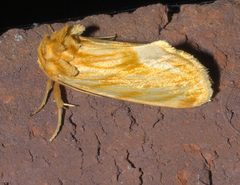 Cirrhophanus triangulifer P1250519a by
xpda. Used under a CC BY-SA 4.0 license.