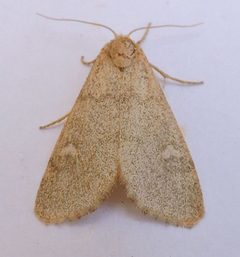 Narthecophora pulverea - inat 67249909 by {{{name}}}. Used under a CC BY 4.0 license.