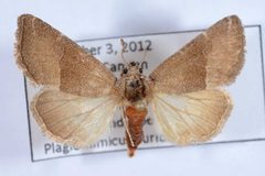 Plagiomimicus curiosum by David L. Wagner, University of Connecticut. Used under a Copyrighted free use license.
