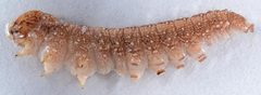 Plagiomimicus curiosum larva by David L. Wagner, University of Connecticut. Used under a Copyrighted free use license.