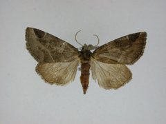 Plagiomimicus pityochromus by J.Gill, Canadian National Collection of Insects, Arachnids and Nematodes. Used under a CC BY-SA 3.0 license.