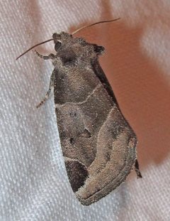 Plagiomimicus pityochromus 1 by Jacy Lucier. Used under a CC BY-SA 4.0 license.