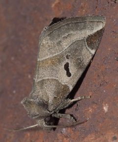 Plagiomimicus pityochromus P1250395a by 
xpda. Used under a CC BY-SA 4.0 license.
