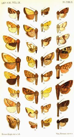 CATALOGUE-BM-PLATE CXLII by Sir GEORGE F. HAMPSON, Bart.. Used under a Public domain license.