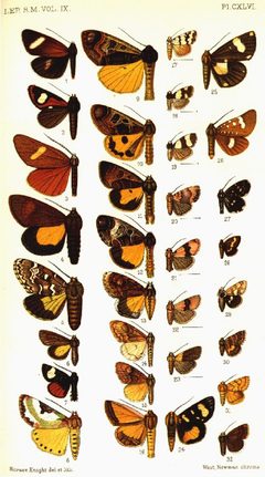 CATALOGUE-BM-PLATE CXLVI by Sir GEORGE F. HAMPSON, Bart.. Used under a Public domain license.