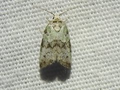 Afrida ydatodes by Sam Kieschnick. Used under a CC BY 4.0 license.