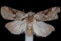 Nycteola cinereana by Jeremy deWaard, University of British Columbia. Used under a CC BY 3.0 license.