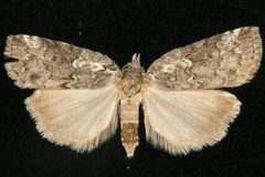 Nycteola frigidana 02 by CBG Photography Group, Centre for Biodiversity Genomics. Used under a CC0 license.
