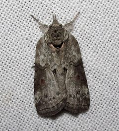 Nycteola metaspilella by Jacy Lucier. Used under a CC BY-SA 4.0 license.