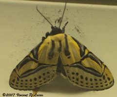 Diphthera festiva by Leppyone. Used under a CC BY 2.0 license.