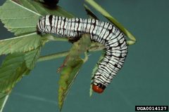Diphthera festiva larva by Gerald J. Lenhard, Louiana State Univ, United States. Used under a CC BY 3.0 us license.
