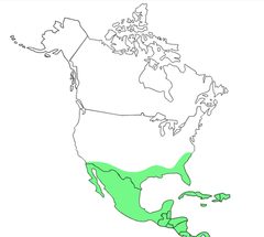 Diphthera festiva range map by Rachel Wallace. Used under a CC BY-SA 4.0 license.