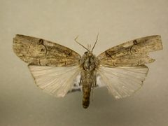 Iscadia aperta1 by James Sullivan, Research Collection of J. B. Sullivan. Used under a Copyrighted free use license.