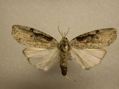 Iscadia aperta2 by James Sullivan, Research Collection of J. B. Sullivan. Used under a Copyrighted free use license.