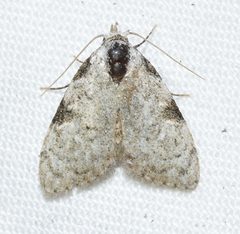 Meganola phylla - coastal plains meganola moth by Wildreturn. Used under a CC BY 2.0 license.