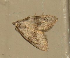 Meganola spodia by Nick Block. Used under a CC BY 4.0 license.