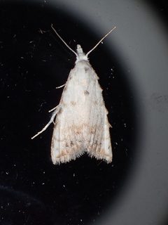 Nola cereella 4176004 by John P. Friel. Used under a CC BY 4.0 license.