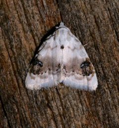 Nola cilicoides 4426774 by Laura Gaudette. Used under a CC BY 4.0 license.