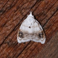 Nola cilicoides 4636221 by Laura Gaudette. Used under a CC BY 4.0 license.