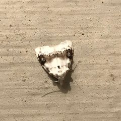 Nola cilicoides 82482504 by er-birds. Used under a CC BY 4.0 license.