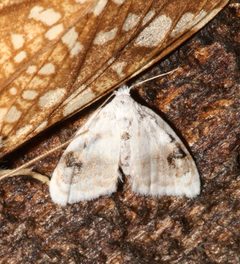 Nola cilicoides 8555178 by Laura Gaudette. Used under a CC BY 4.0 license.