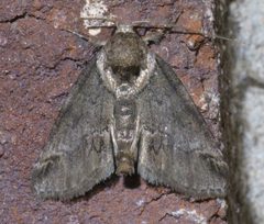 Baileya australis P1640980a by 
xpda. Used under a CC BY-SA 4.0 license.