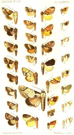 CATALOGUE-BM-PLATE CLXXXVI by Sir GEORGE F. HAMPSON, Bart.. Used under a Public domain license.