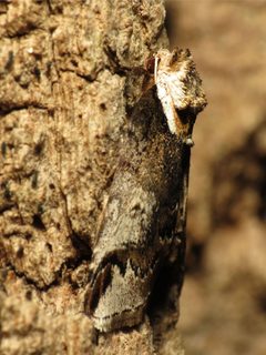 Eyed Baileya Moth - Flickr - treegrow by Katja Schulz from Washington, D. C., USA. Used under a CC BY 2.0 license.