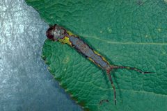 Furcula borealis by Lacy L. Hyche. Used under a CC BY 3.0 us license.