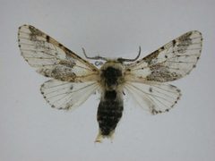 Furcula borealis1 by J.Gill, Canadian National Collection of Insects, Arachnids and Nematodes. Used under a CC BY-SA 3.0 license.