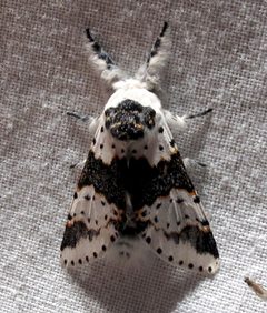 Furcula borealis 1 by Jacy Lucier. Used under a CC BY-SA 4.0 license.