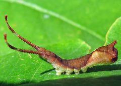 Furcula borealis larva by Jacy Lucier. Used under a CC BY-SA 4.0 license.