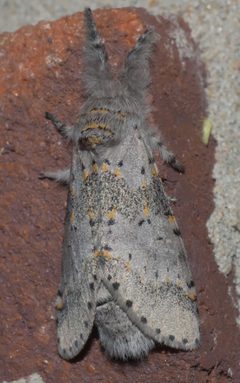 Furcula cinerea P1020756b by 
xpda. Used under a CC BY-SA 4.0 license.
