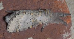 Furcula cinerea P1020757a by 
xpda. Used under a CC BY-SA 4.0 license.