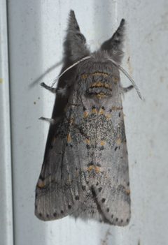 Furcula cinerea P1030028a by 
xpda. Used under a CC BY-SA 4.0 license.