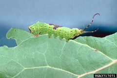 Furcula cinerea larva by Lacy L. Hyche. Used under a CC BY 3.0 us license.