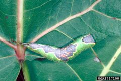 Furcula cinerea larva1 by Lacy L. Hyche. Used under a CC BY 3.0 us license.