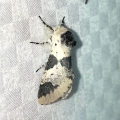 Furcula modesta 46247393 by Dan MacNeal. Used under a CC BY 4.0 license.