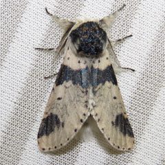 Furcula modesta 75534107 by Dan MacNeal. Used under a CC BY 4.0 license.