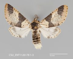 Furcula modesta CSU ENT1126178 1-3 1569344601 lg by CSU, Department of Bioagricultural Sciences and Pest Management. Used under a CC0 license.