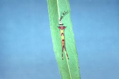 Furcula occidentalis by Lacy L. Hyche. Used under a CC BY 3.0 us license.