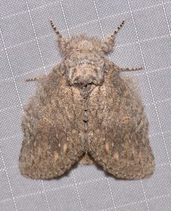 Cecrita lunata - inat 55045213 by {{{name}}}. Used under a CC BY 4.0 license.