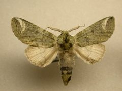 Heterocampa astarte by James Sullivan, Research Collection of J. B. Sullivan. Used under a Copyrighted free use license.