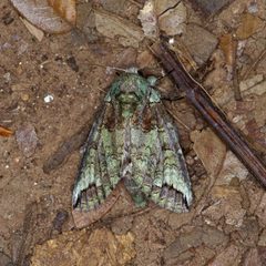 Heterocampa astartoides - inat 413753868 by {{{name}}}. Used under a CC BY 4.0 license.